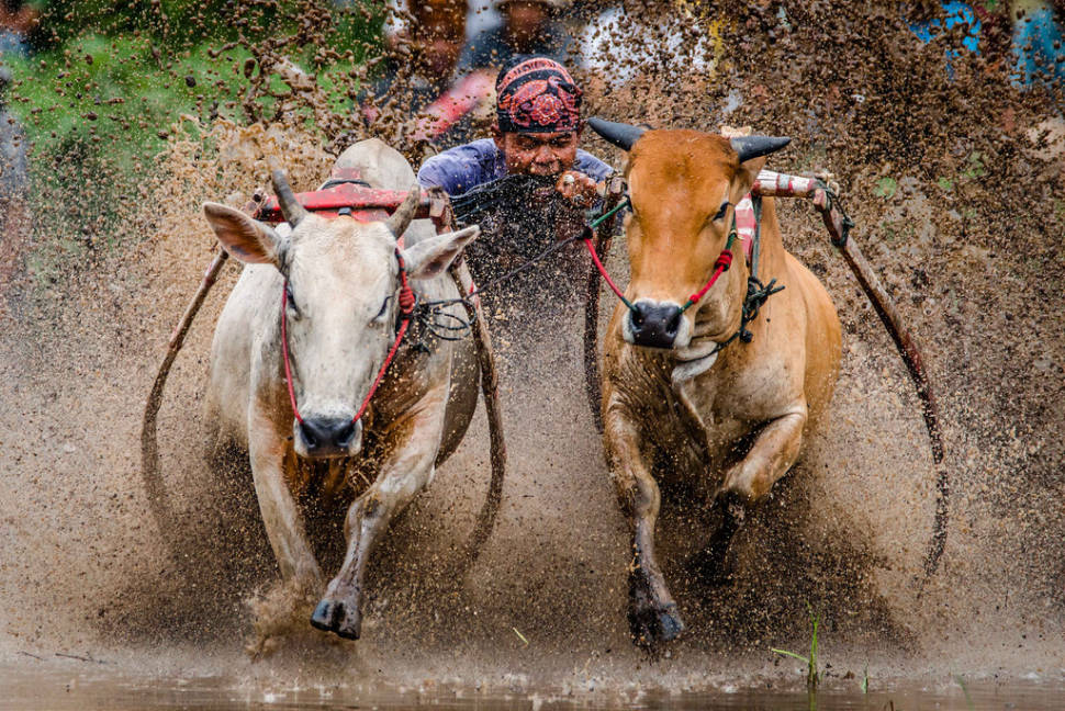 Pacu Jawi (Cow Race) in Indonesia - Best Time