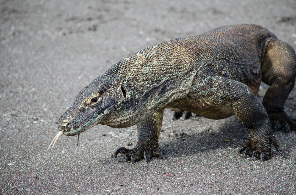 Komodo Dragon