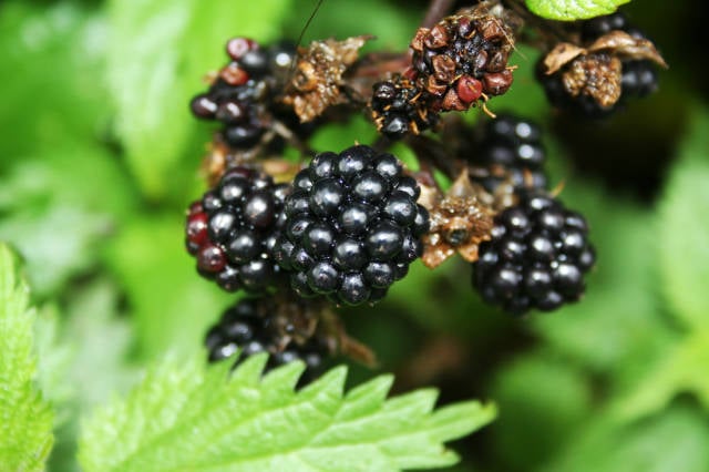 Blackberries in Ireland - Best Season
