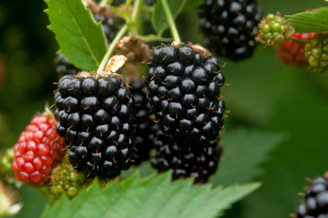 Blackberries in Ireland - Best Time