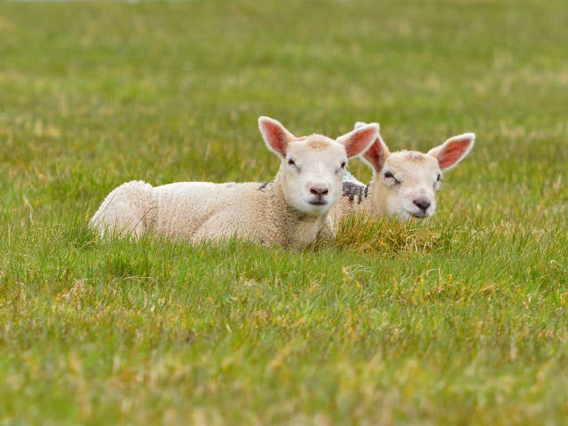 Lambing Season in Ireland - Best Season