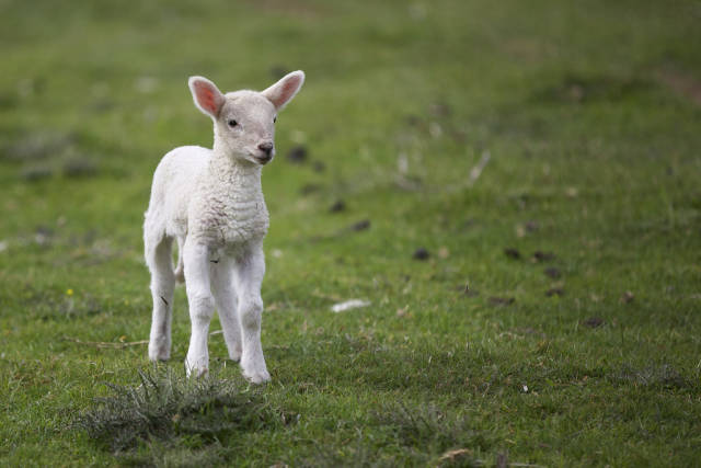 Best time to see Lambing Season in Ireland