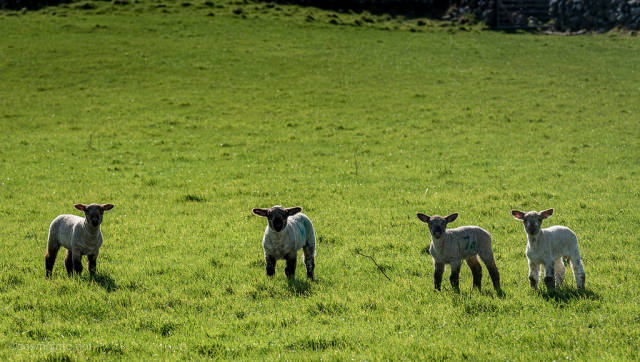 Best time for Lambing Season in Ireland