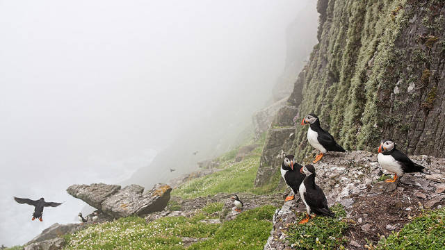Watching Puffins in Ireland - Best Season