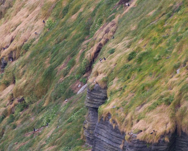 Best time for Watching Puffins in Ireland