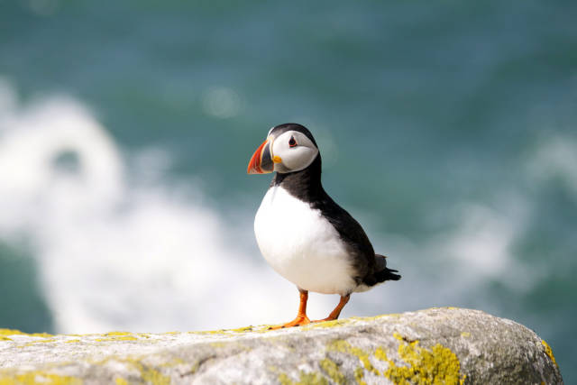 Watching Puffins in Ireland - Best Time
