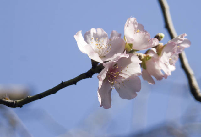 Best time for Almond Blossom in Israel