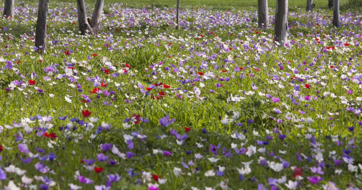 Anemone in Blossom in Israel - Best Time