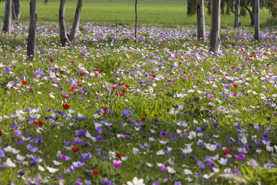 Anemone in Blossom in Israel - Best Time