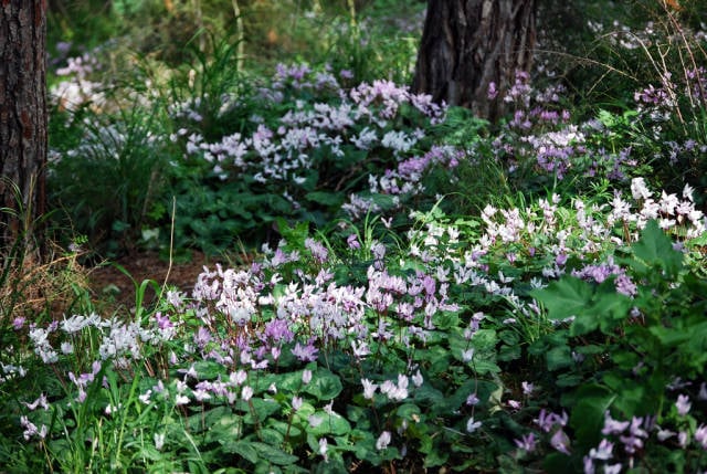 Blooming of Cyclamens in Israel - Best Season