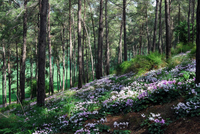 At the Cylcamens Forest, Ramat Menashe, Israel