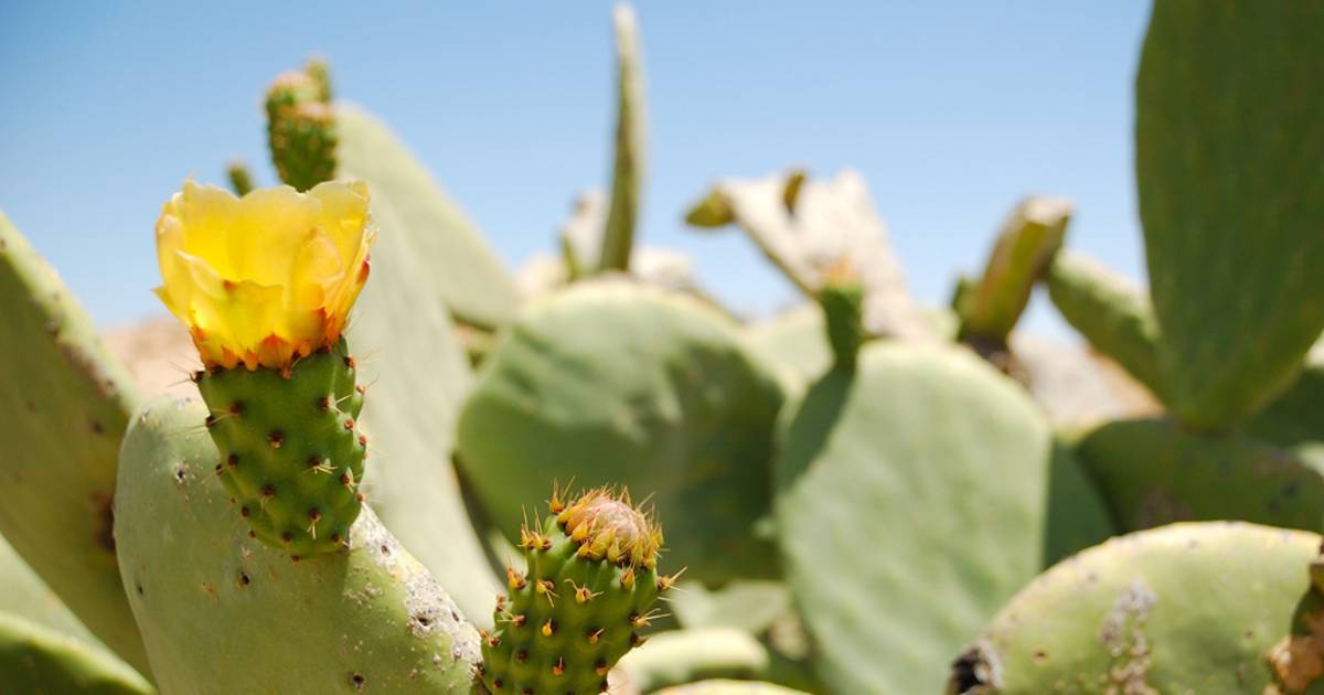 Cactus Flowers Blooming Season in Israel - Best Time