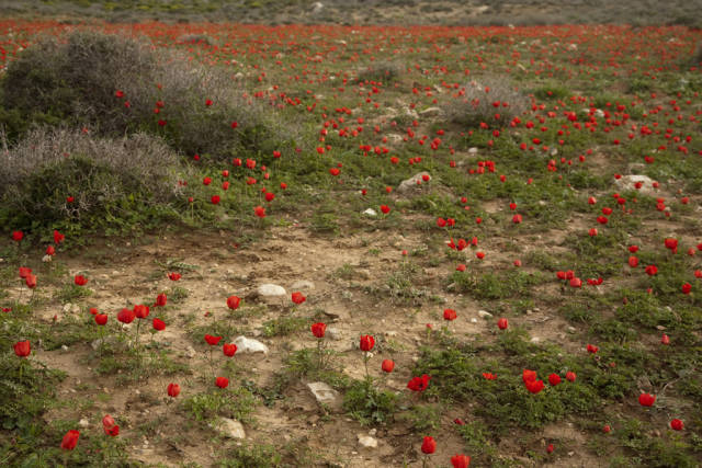 Desert Bloom Season in Israel - Best Time