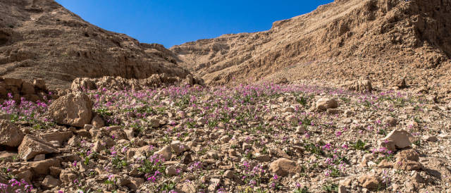 Desert Bloom Season in Israel - Best Season