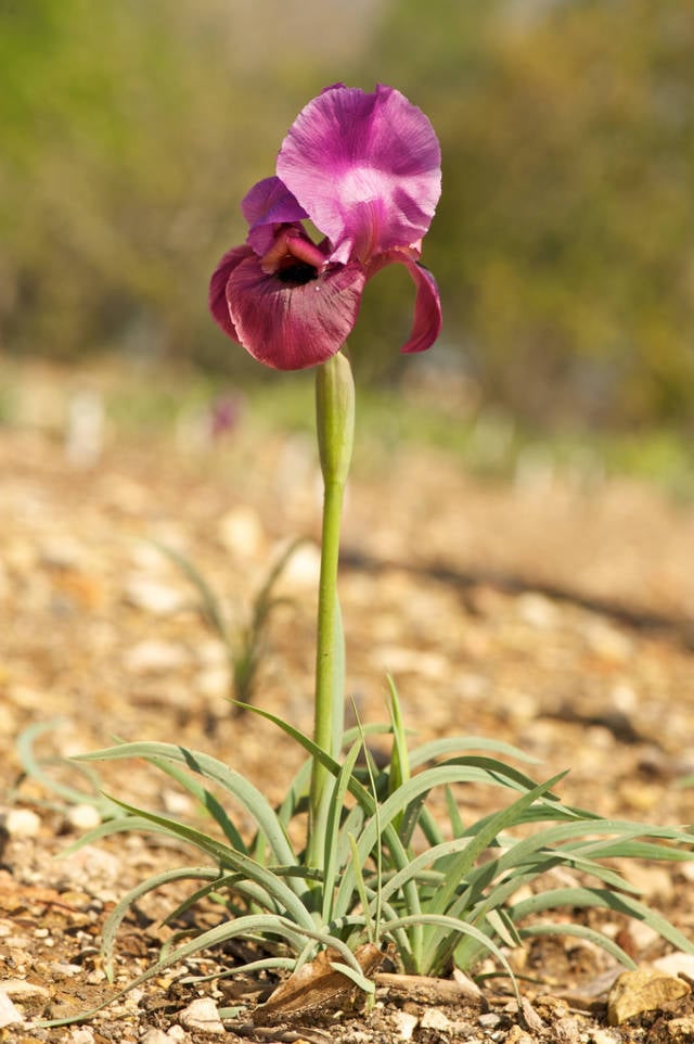Best time to see Negev Iris in Bloom in Israel