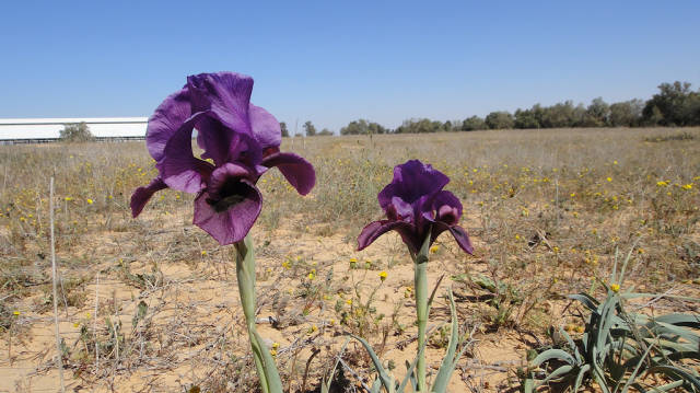 Negev Iris in Bloom in Israel - Best Season