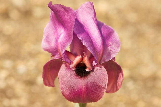 Best time for Negev Iris in Bloom in Israel
