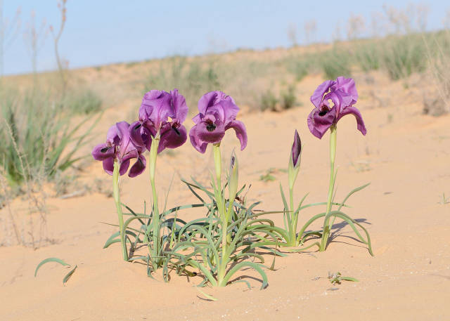 Negev Iris in Bloom in Israel - Best Time