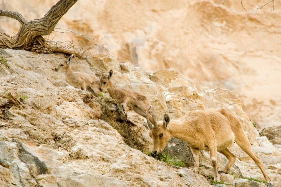 Best time for Nubian Ibex Baby Mountain Goats in Israel