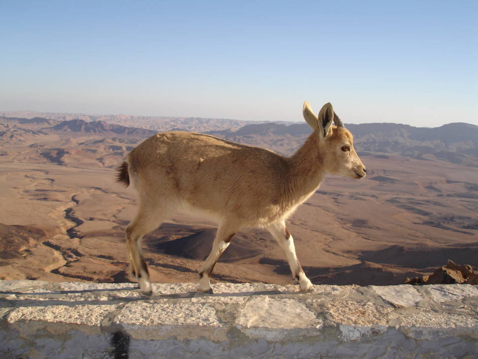 Nubian Ibex Baby Mountain Goats in Israel - Best Time