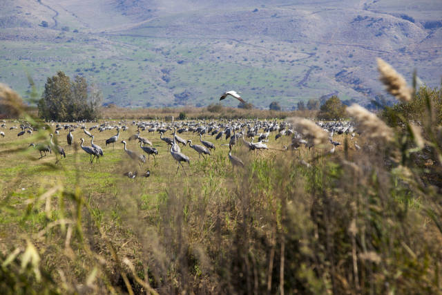 Cranes resting in the Hula Valley National Park