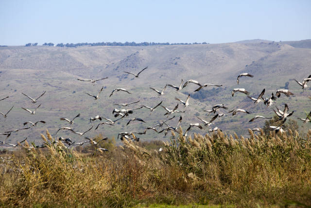 Cranes taking off in the Hula Valley National Park