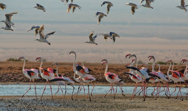Unique Birdwatching in Israel - Best Time