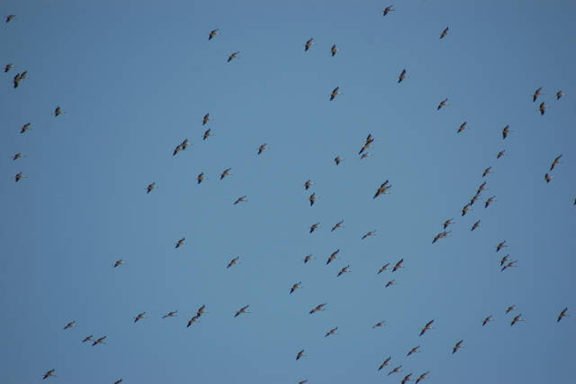 White Stork Migration in Israel - Best Time
