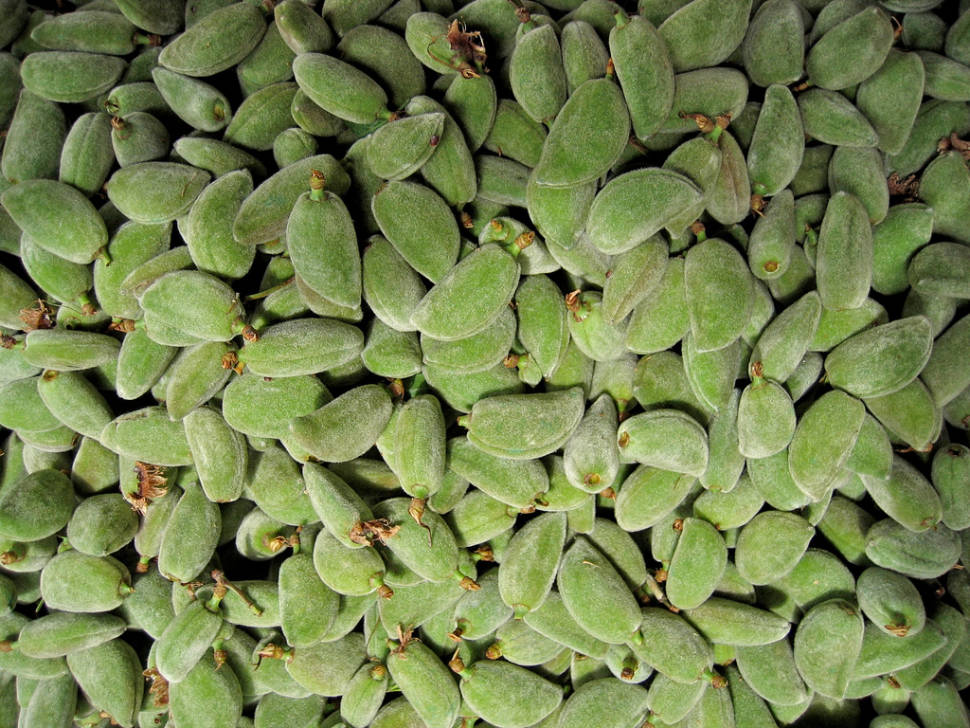 Green Almonds in Istanbul - Best Time