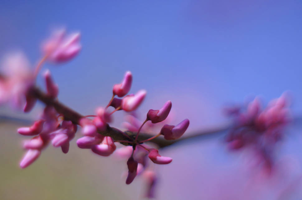 Best time to see Judas Tree in Bloom in Istanbul