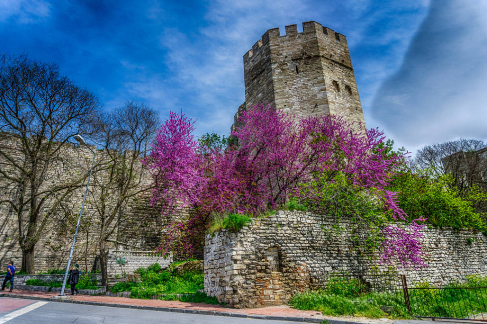 Judas Tree in Bloom in Istanbul - Best Season