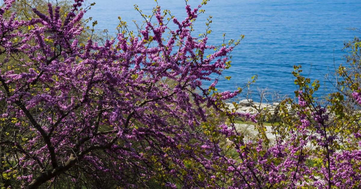 Judas Tree in Bloom in Istanbul - Best Time