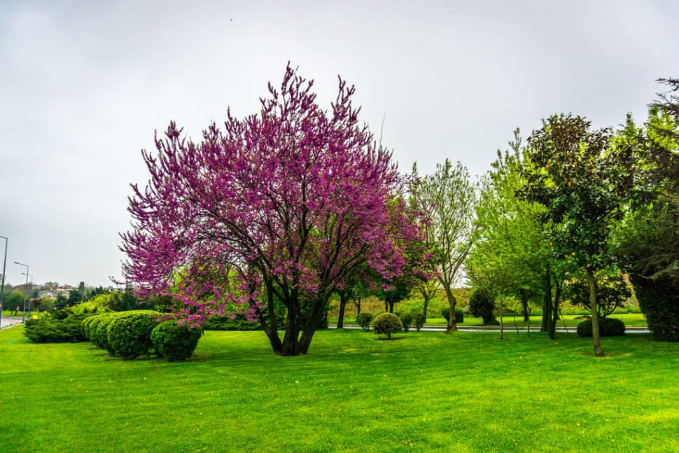 Best time for Judas Tree in Bloom in Istanbul