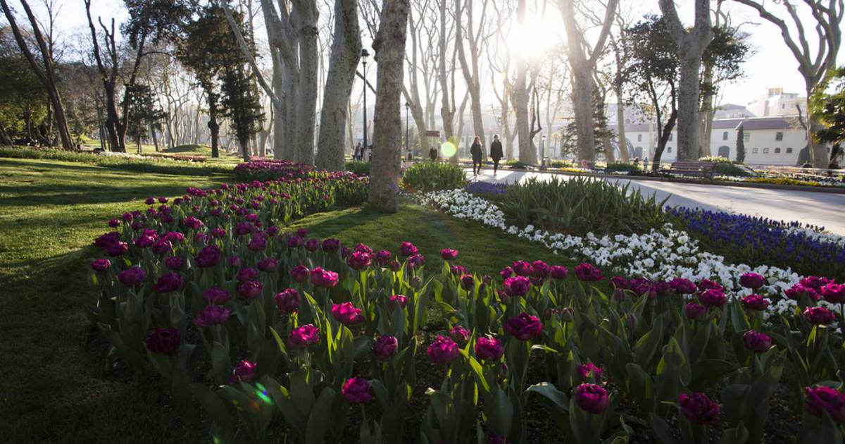 Tulips in Istanbul - Best Time