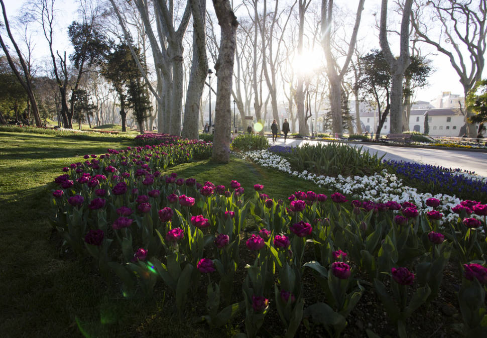 Tulips in Istanbul - Best Time