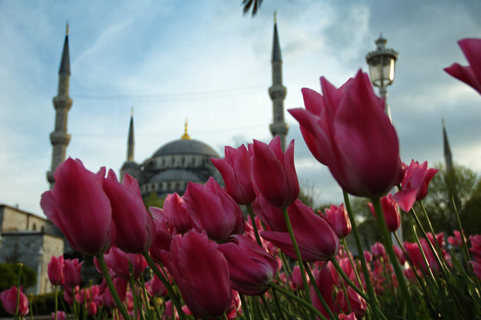 Tulips in Istanbul - Best Season