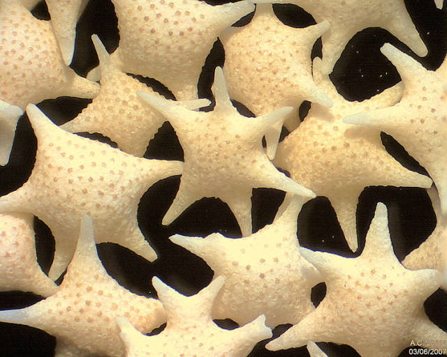 Star Sand Beach (Hoshizuna-no-Hama) in Japan - Best Season