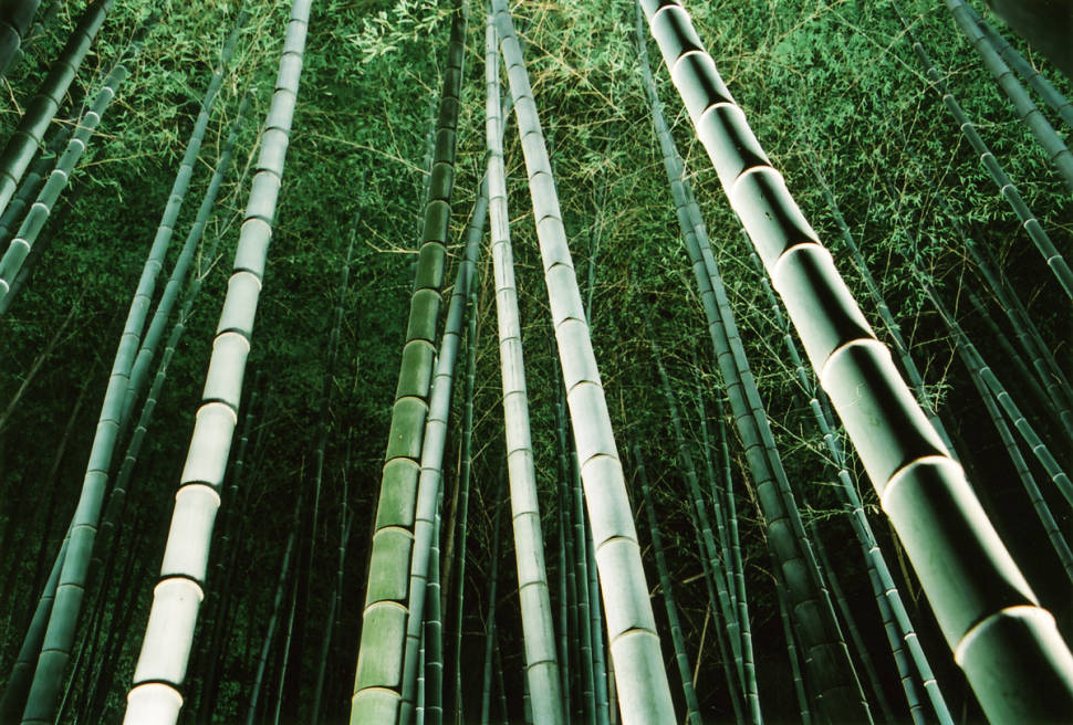 Arashiyama Hanatouro in Japan - Best Time