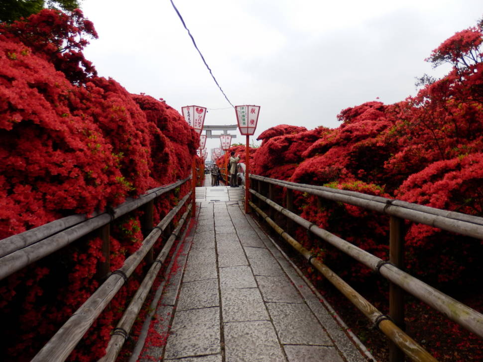 Best time for Azaleas in Japan