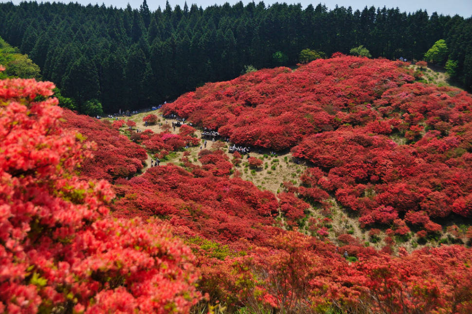 Azaleas in Japan - Best Time
