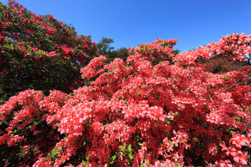 Azaleas in Japan - Best Season