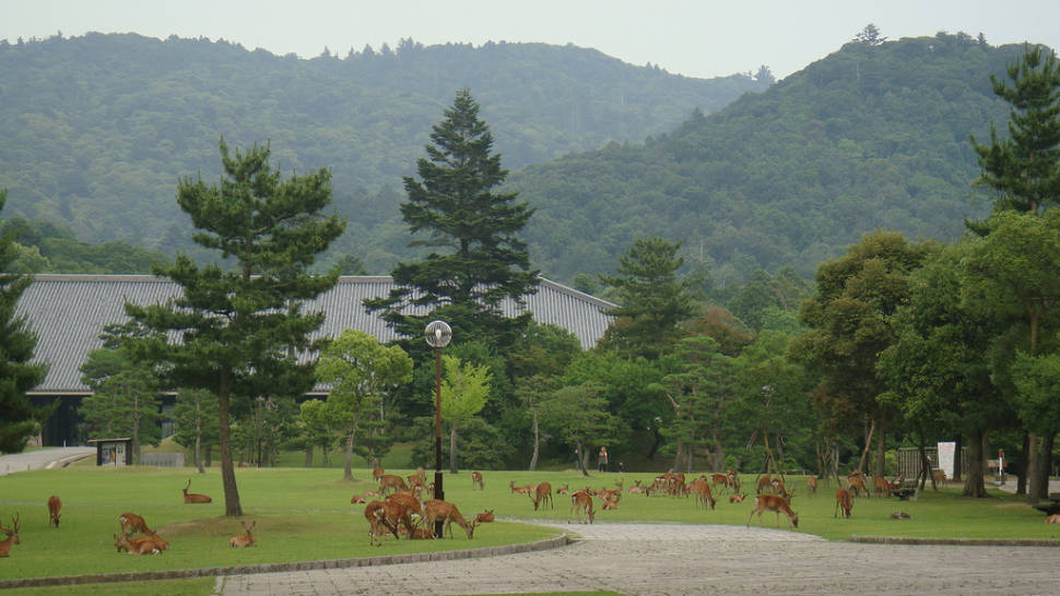 Baby Deer at Nara Park in Japan - Best Season