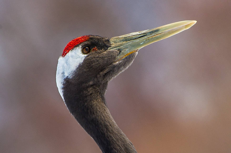 Quite obvious why they are called the red-crowned cranes, ins't it?