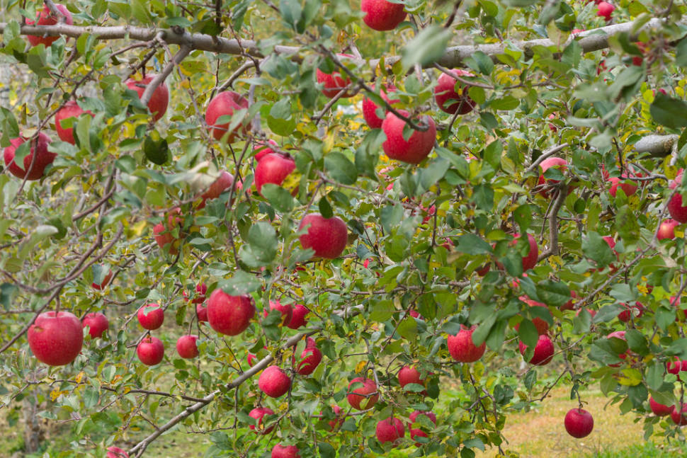 Fuji Apples in Japan - Best Season