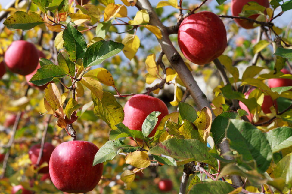 Best time for Fuji Apples in Japan
