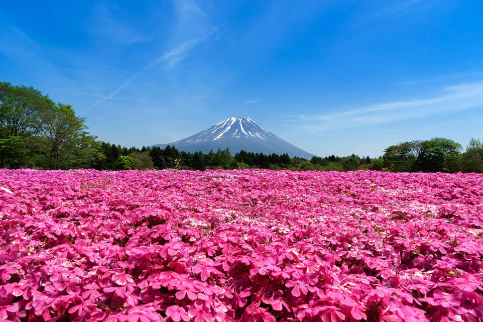 Fuji Shibazakura in Japan - Best Season