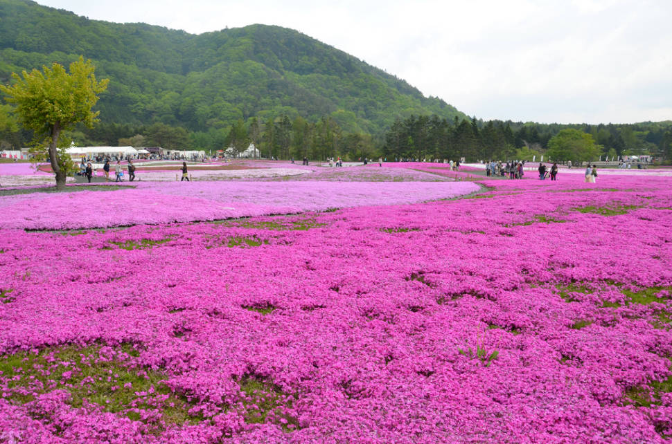 Best time for Fuji Shibazakura in Japan