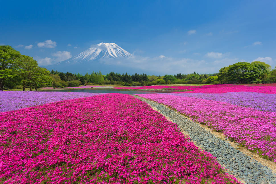 Fuji Shibazakura in Japan - Best Time