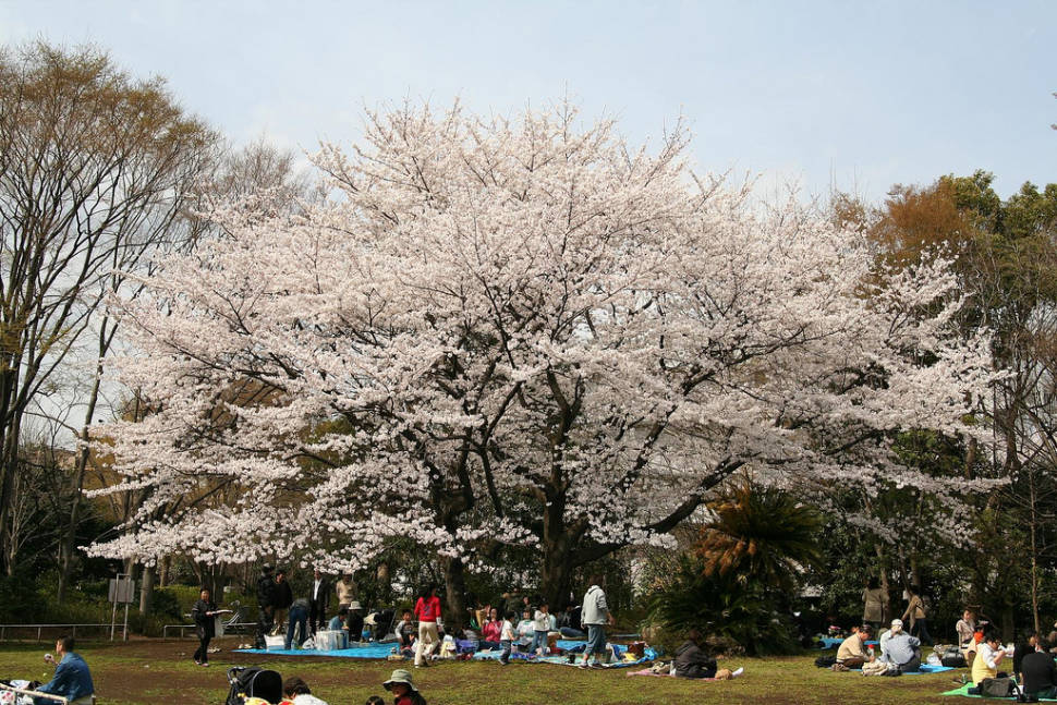 Best time for Hanami Season