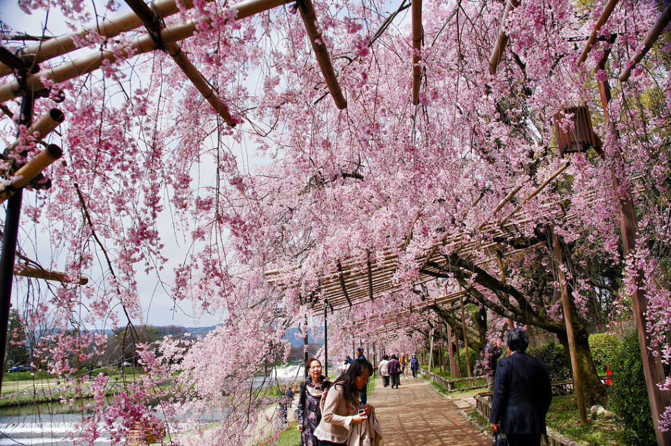 Best time for Hanami Season in Japan